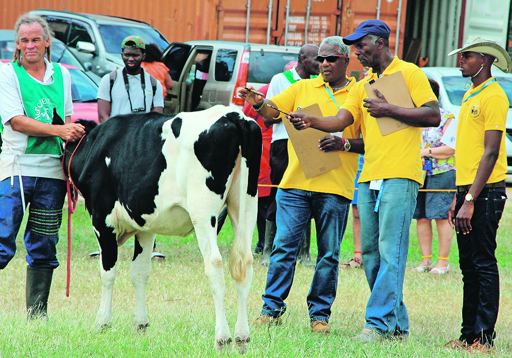 Livestock judges discuss their opinions on this Holstein heifer in the show ring. The country’s prime minister was seated in the stands during the livestock show in Bridgetown.  |  Duane McCartney photo