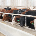 In its report released Aug. 20, StatsCan said producers retained fewer breeding stock in 2020 compared to July 2019. The number of beef heifers declined by 0.8 percent to 630,800 head. Cow numbers were down 1.4 percent compared to a year ago, at 3.6 million head.
| File photo