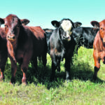 Brian Perillat of Canfax says most cattle are being marketed “in a fairly timely manner” and although 100,000 head in backlog is a big number, “we’re going to manage through it.” | Barb Glen photo