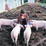 Leah Predy interacts with the Halbern Farm’s first litter of registered Lacombe piglets. | Leah Predy photo