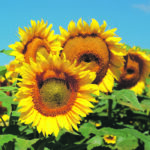 Booming bird seed sales have exhausted sunflower supplies from last year’s crop in both Canada and the United States. | File photo