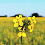 Yield 10 Bioscience says it has used gene editing to develop a new trait that increases oil content in canola. | File photo