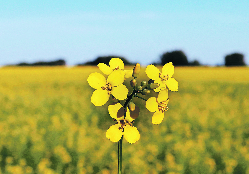 Yield 10 Bioscience says it has used gene editing to develop a new trait that increases oil content in canola. | File photo