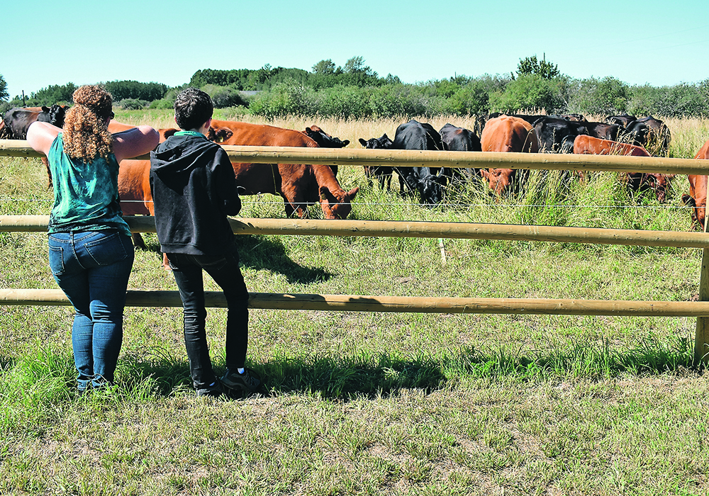 Yvonne and Anthony David enjoy watching cattle munch lush pasture at Four Sisters Farm near Strathmore, Alta, during Alberta Open Farm Days Aug. 16. | Barb Glen photo