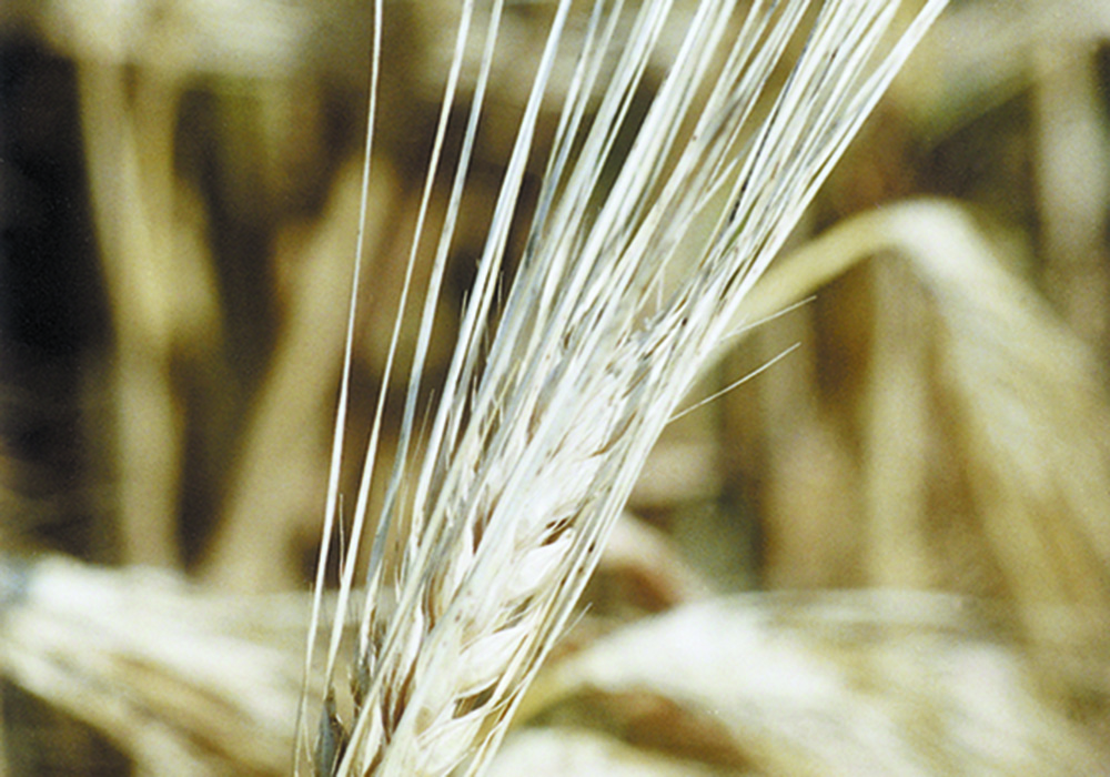 This year, harvest has come early in many areas, with new crop barley trickling in since the start of August. It has started to pour in since the middle of the month.  | File photo