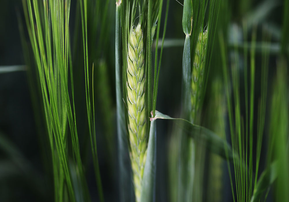 Global barley trade is being shuffled as Australia and China squabble.  |  Mike Raine photo