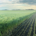 Chinese demand for Canadian feed barley, such as this two row crop near Duck Lake, Sask., is expected to grow in 2020-21 because of China’s anti-dumping duties of 80.5 percent on Australian barley that went into effect in May. | Brian Cross photo