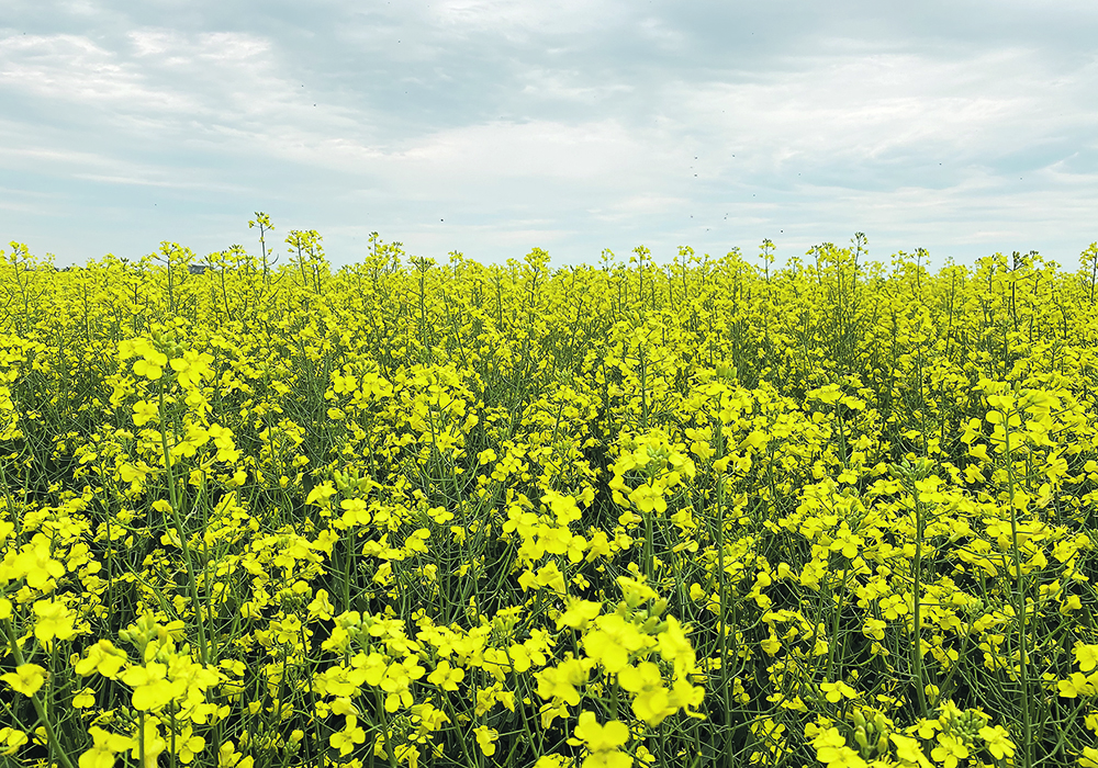 The sudden strength in U.S. soybean exports and in global vegetable oil prices is helping prop up the entire oilseed complex, including canola, which has been performing surprisingly well.  |  Brian Cross photo