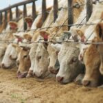 In recent weeks a poll of Canadians revealed that our fellow citizens support agriculture as an industry pretty well but the animal side of the business is not as popular with them as are plants. This is especially true among younger people, according to the survey. | File photo