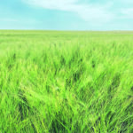 The author argues that farmers must retain the right to freely reuse their harvested material to grow another crop. | Brian Cross photo
