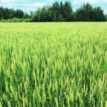 Wheat is one of the crops affected by the brome mosaic virus. | Brian Cross photo