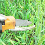Researchers clip wild oat panicles sticking out the top of lentil and wheat canopies to see if wild oat clipping can be part of an integrated weed management strategy. | Breanne Tidemann photo