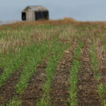 At a cost ranging from $4 per acre up to $6.50 per acre, and using winter wheat at $5 a bu., that pencils out to a potential $13.50 per acre benefit. | File photo