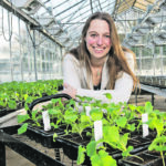 Rachel Wells, a senior scientist at the John Innes Centre in the United Kingdom, has discovered a wasp that lays its eggs inside the body of cabbage stem flea beetles. | John Innes Centre photo