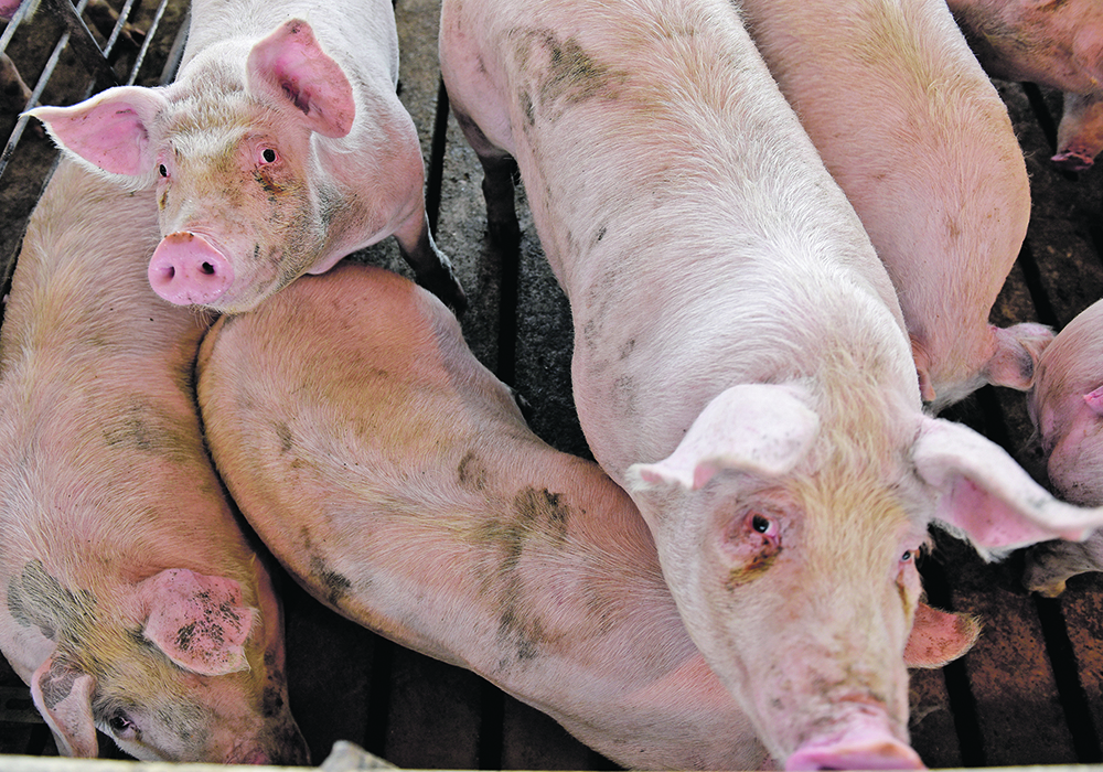 The hog sector says AgriStability must be reformed to make it more easily accessed.  |  Reuters/Nicholas Pfosi photo