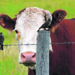 One of the ranchers who spoke at the recent Canadian Beef Industry Conference said he would like to own all the land required for his Saskatchewan operation, but there are few opportunities to buy. | Mickey Watkins photo