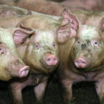 Quebec continues to carry the largest number of hogs in the coun-try at 4.31 million head. Ontario follows with 3.64 million and Manitoba with 3.38 million. The big three have about 80 percent of the total domestic pig herd. | File photo