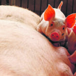 China was forced to cull 60 percent of its hog herd starting in 2018 because of an African swine fever outbreak. | Reuters photo