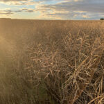Brennan Turner, chief executive officer of FarmLead, said the strength prices are displaying just before harvest is remarkable for this time of year and bodes well for the coming months. | Paul Yanko photo