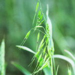 When collecting wild oats for testing ensure they are clean and mature. Record with the sample the herbicide used on the field. Pack them in paper bags for shipping. | Mike Raine photo