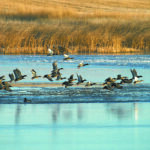 According to Ducks Unlimited Canada, the 2018 Trends in Duck Breeding Populations report showed that, while numbers were down from 2017 due to a dry spring, total populations were high and healthy. An estimated 41.2 million breeding ducks were recorded, 17 percent above the long-term average. However, northern pintails were estimated at 2.4 million, an 18 percent decrease from 2017.
| File photo