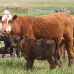 Blake Balog, who is a veterinarian at Bow Valley Livestock Health in Alberta, said unique aspects must be considered with a farm plan, which is going to impact an operation’s herd health and the breeding objectives.
Key is having a clearly defined marketing plan. | File photo