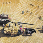 Arrowwood, Alta - Aug. 23, 2020 - Friends of Leo Gooch pitch bundles of oats into the threshing machine at a threshing bee at the Gooch farm south of Arrowwood. | Mike Sturk photo