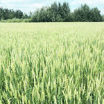 Analysts such as Bruce Burnett of MarketsFarm feel strong wheat demand should offset bumper crops around the world, but even they worry about the massive crop expected to be harvested in Australia. Crops across western Canada, like this Utmost Harvest VB midge tolerant spring wheat have yielded well. | Brian Cross photo