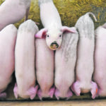 China’s hog herd expansion is thought to be occurring at large commercial facilities that use more soybean meal in their feed rations than the backyard operations that used to be prevalent in the country. | Reuters photo