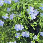 Statistics Canada expects a 553,000 tonne flax crop this year, which is a 14 percent increase. However, carryout from the 2019-20 crop is pegged at only 70,000 tonnes, and much of that is poor quality. | Brian Cross photo