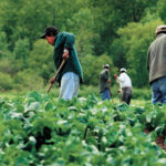 Foreign farm workers in several provinces fell ill from the virus, and three migrant employees have died. That brought negative attention to a system that was already looked upon poorly by many, despite those in the agricultural world maintaining the majority of workers arriving in Canada are treated fairly. | File photo