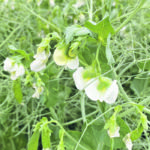 It’s hoped that a unique form of research collaboration called data trust will be particularly useful for developing new varieties of yellow peas. | Brian Cross photo