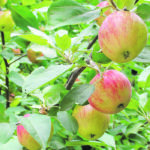 It was hard to imagine that small sapling would ever bear apples, and then there they were. | Alma Barkman photo