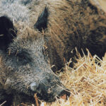 The suspected case concerned a wild boar carcass found near the German-Polish border. A sample of the carcass was being taken for tests at the Friedrich-Loeffler-Institut laboratory, the ministry said in a statement. | File photo