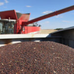 Statistics Canada’s latest satellite-based forecast issued on Sept. 14 calls for an average of 39.6 bushels per acre in Saskatchewan.
That is a far cry from Saskatchewan Agriculture’s first estimate of the year forecasting a provincial yield of 35 bu. per acre.
| File photo