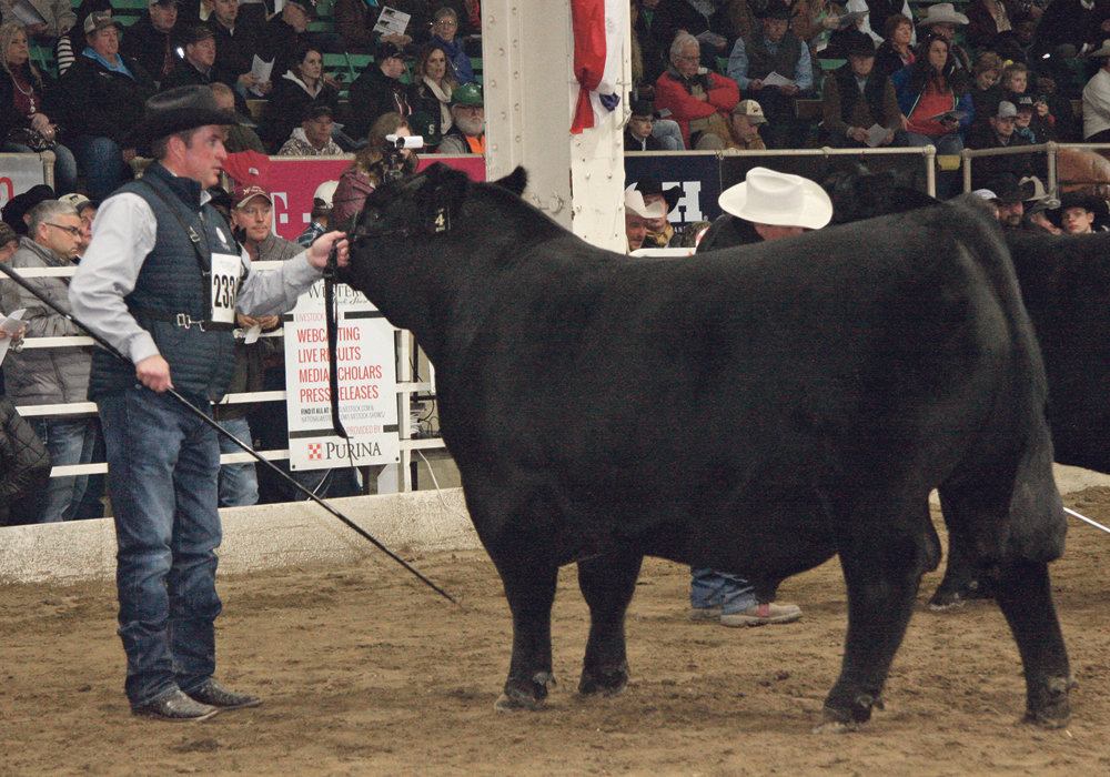 Kyle Conley shows Conley South Point 8362, the grand champion Angus bull at the National Western Stock Show, in January 2020. It was the entry of Wilbar Cattle Co. of Dundurn, Sask. The 115th running of the major livestock show has been postponed until Jan. 8-23, 2022. |  File photo