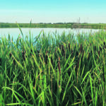 The World Wildlife Fund lists agricultural activity as the 10th most significant threat to the survival and restoration of at-risk species in Canada. | Brian Cross photo