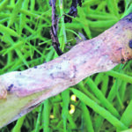 Severe sclerotinia infections in canola can result in significant yield loss and set up the field for future problems. | File photo