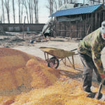 China expects a bumper 2020-21 corn crop at around 266.5 million tonnes, but that’s still not enough to meet demand from the country’s livestock industry. | REUTERS/Ryan Woo photo