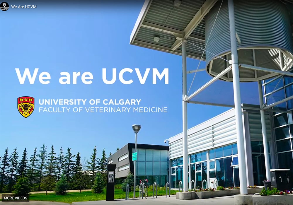 Alberta Agriculture and the Canadian Agricultural Partnership are providing $3.4 million to the UCVM over four years to expand its diagnostic service unit for enhanced animal disease diagnosis and welfare. | Screencap via vet.ucalgary.ca 