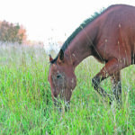 A recently published study determined that 74 percent of horses with colic that originated in the large intestine survived compared to only 36 percent of horses with disease in the small intestine. | File photo
