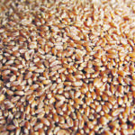 Canadian Seed Growers Association leaders say they are currently focused on understanding the results of the vote, which saw 414 members oppose the amalgamation proposal and 337 support it. | File photo