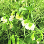 It’s estimated that farmers produced between 4.75 and five million tonnes of peas this season. | File photo