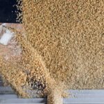 When you crunch the numbers for Saskatchewan using provincial average yields and current grain prices, lentils come out as the clear winner. | File photo