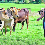 Erin Harris breeds all of her farm’s cows to Jersey bulls because she finds the breed preferable in terms of ease of handling. | Christalee Froese photo