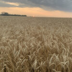 Crops extension specialist Shannon Friesen said although the temperatures dropped quite low in some areas, the damage depends on how long the frost lasted and the location and maturity of the crop.
| File photo