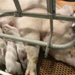 On many hog farms sows are kept in individual stalls, or small metal pens, when they are pregnant because pregnant pigs can be aggressive. Animal welfare groups have argued that sow stalls are inhumane because the sows cannot turn around or express natural behaviours. | File photo