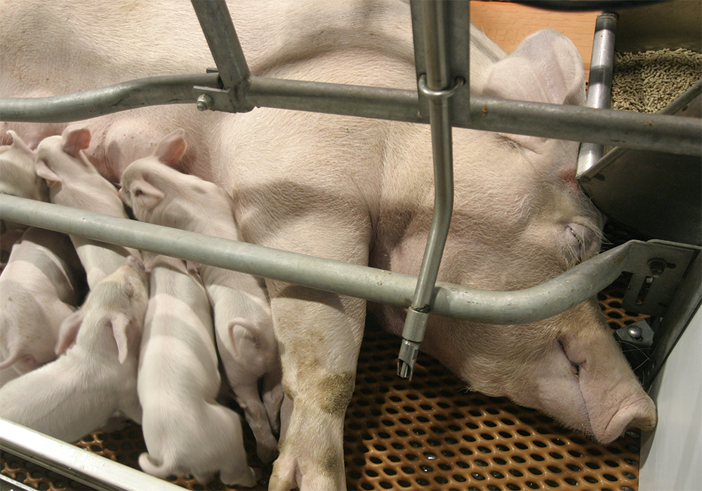 On many hog farms sows are kept in individual stalls, or small metal pens, when they are pregnant because pregnant pigs can be aggressive. Animal welfare groups have argued that sow stalls are inhumane because the sows cannot turn around or express natural behaviours. | File photo