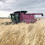 While prices are expected to keep rising, analysts say selling some crop now makes good sense. This wheat field is being harvested near Coronach, Sask. | Christopher Noll photo