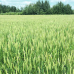 Canada could sell wheat to the United States if that country drained supplies while meeting Chinese demand, but large carryout and a good quality crop south of the border makes that unlikely. | File photo